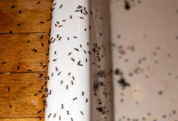 Best Pest Inspection Near Me  in Smith Center, KS